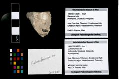 Foto (Objekt + Etikett) von Culmenformosa sp.  (NHMW-GEO-1990-0041-4820)